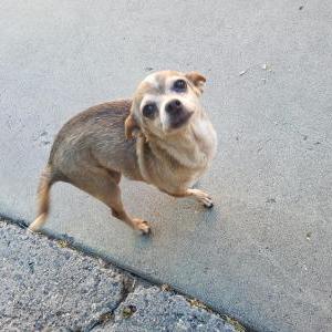 Found Dog Unknown