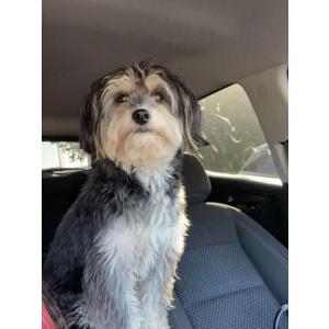 Lost Dog Meelah