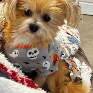Lost Dog Bella
