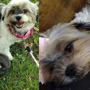 Lost Dog Gucci