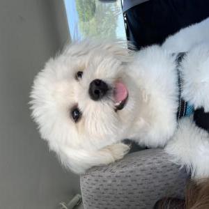 Found Dog Unknown