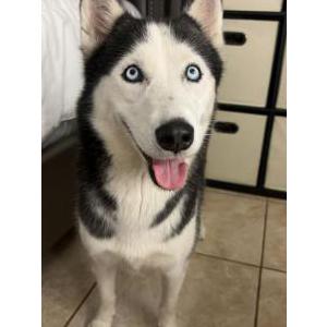 Lost Dog Reina