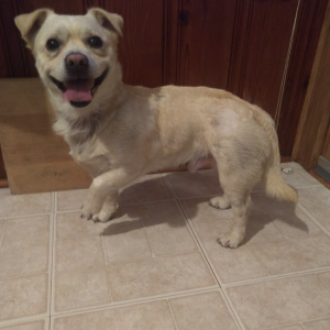 Found Dog Unknown
