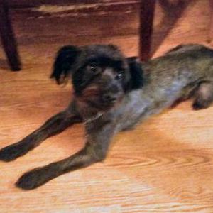 Lost Dog Dez