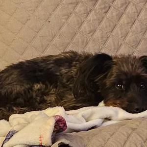 2nd Image of Dez, Lost Dog