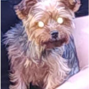 Lost Dog Marley