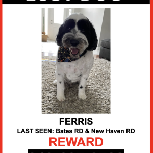 Lost Dog Ferris