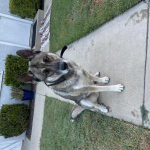 Found Dog Unknown