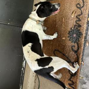 Found Dog Eng pointer