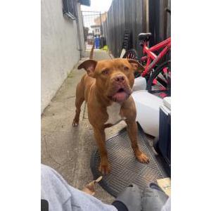 Lost Dog Cookie