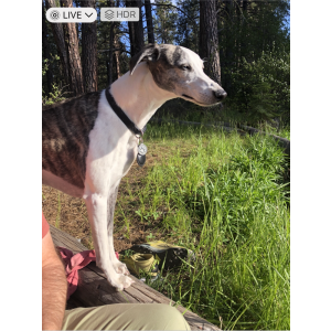 2nd Image of Toby, Lost Dog