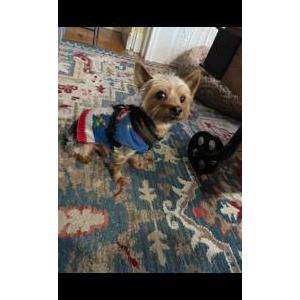 Lost Dog Teddy