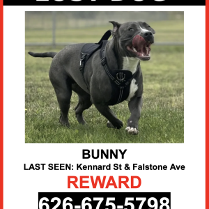 Lost Dog Bunny