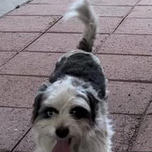 Lost Dog Bingo