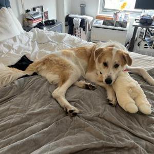 Lost Dog Ziti