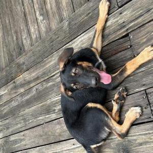 Found Dog Unknown