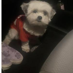 Lost Dog Candies