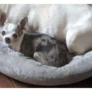 Lost Dog Patches