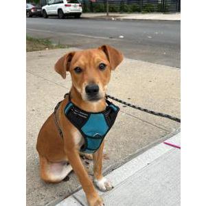 Found Dog Unknown