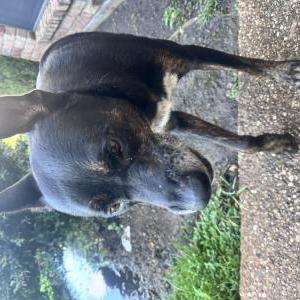 Lost Dog unknown