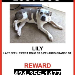 Lost Dog Lily