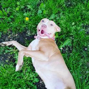 Lost Dog Athena