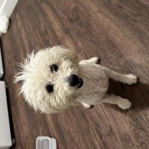 Found Dog Unknown