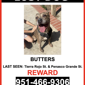 Lost Dog Butters