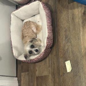 Lost Dog Myla