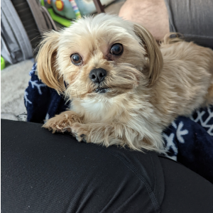 Lost Dog Ginger