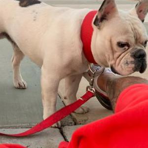 Lost Dog Marshmellow