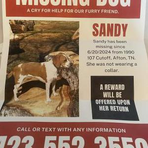 Lost Dog Sandy