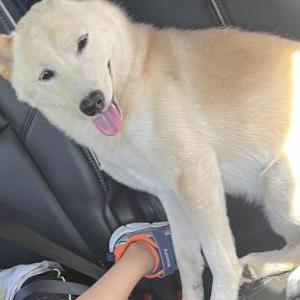 Lost Dog Tommy