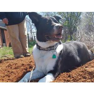 Lost Dog Sully