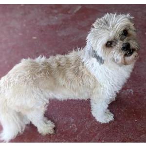 Found Dog unknown