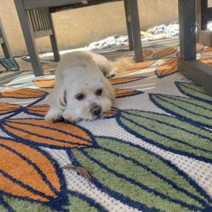 Lost Dog Chase