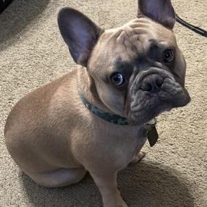 Lost Dog Henry