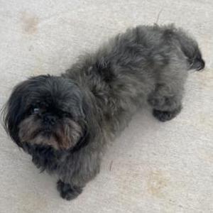 Lost Dog Bridget