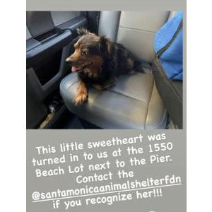 Found Dog Unknown