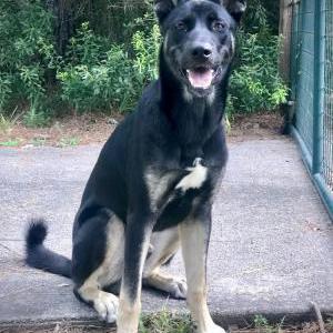 Found Dog Unknown