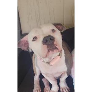 Lost Dog Coco Bailey