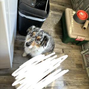 Lost Dog Jeopardy