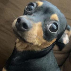 Lost Dog Estrella