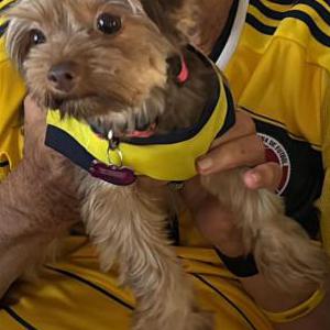 Lost Dog REESE