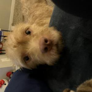 Lost Dog Beanie