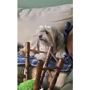 Lost Dog Coco