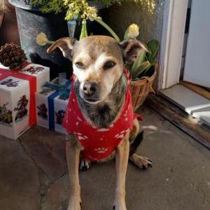 Lost Dog MONCHA