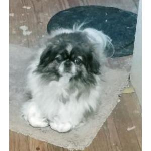Lost Dog Tobey