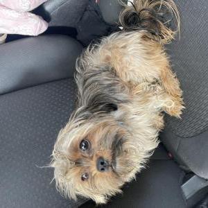 Lost Dog Gotti