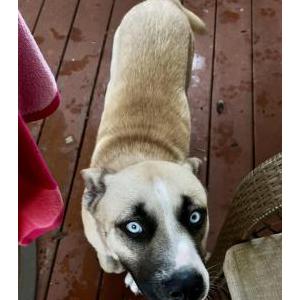 Found Dog Unknown